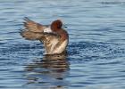 031214-flapping widgeon