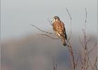 031214-kestrel look out