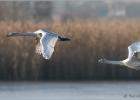 031214-whooper fly past