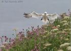 050614-smelling the flowers