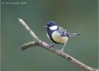 091114-great tit on a stick