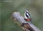 091114-greater spotted woodpecker