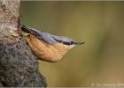 09114-nuthatch pose