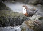 150514- dipper-Langstrothdale