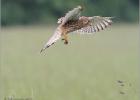 270514-kestrel approaching