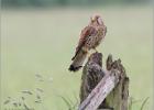 270514-kestrel look out post