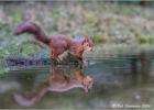 4550-231114-red squirrel