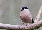 female bulfinch  110214