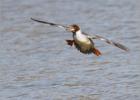 female goosander splash down  130214