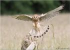 female kestrel arriving- 220614