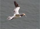 flight of the gannet