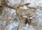 goosander fly past  130214