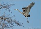 heron approaching  130214