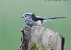 long tailed tit  110214