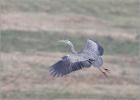 low flying heron 120314