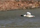 low flying male goosander  130214