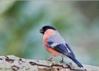 male bulfinch  110214