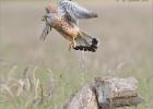 male kestrel leaving- 220614