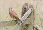 male kestrel- 220614