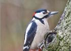 mr woodie (greater spotted woodpecker) 110214