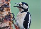 mrs woodie (greater spotted woodpecker)  110214