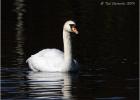 mute swan  120314