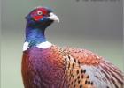 pheasant alert  110214