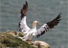 the angel of bempton cliffs