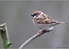 tree sparrow  110214