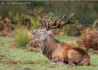 bradgate deer