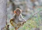 baby rhesus macaque