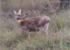 barasingha (swamp deer)