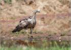 changeable hawk eagle