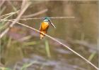 common kingfisher