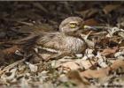 eurasian thick-knee