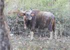 gaur (indian bison)