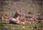 golden jackal