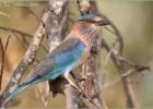 indian roller