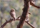 jungle owlet