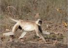 langur