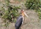 lesser adjutant