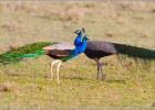 peacocks passing