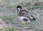 red wattled plover