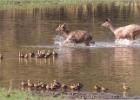 splashing sambars