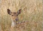 spotted deer in hiding