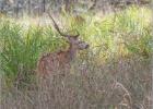 spotted deer stag