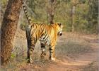 tiger scent marking