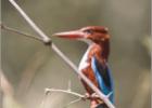 white throated kingfisher