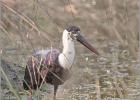 woolly necked stork