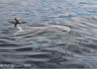 Mola mola- sunfish